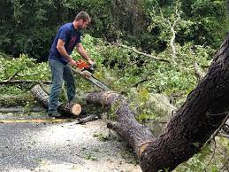 Trusted Pleasant Prairie, WI Tree Services Experts